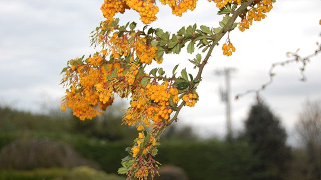 Close up of tree blossom image